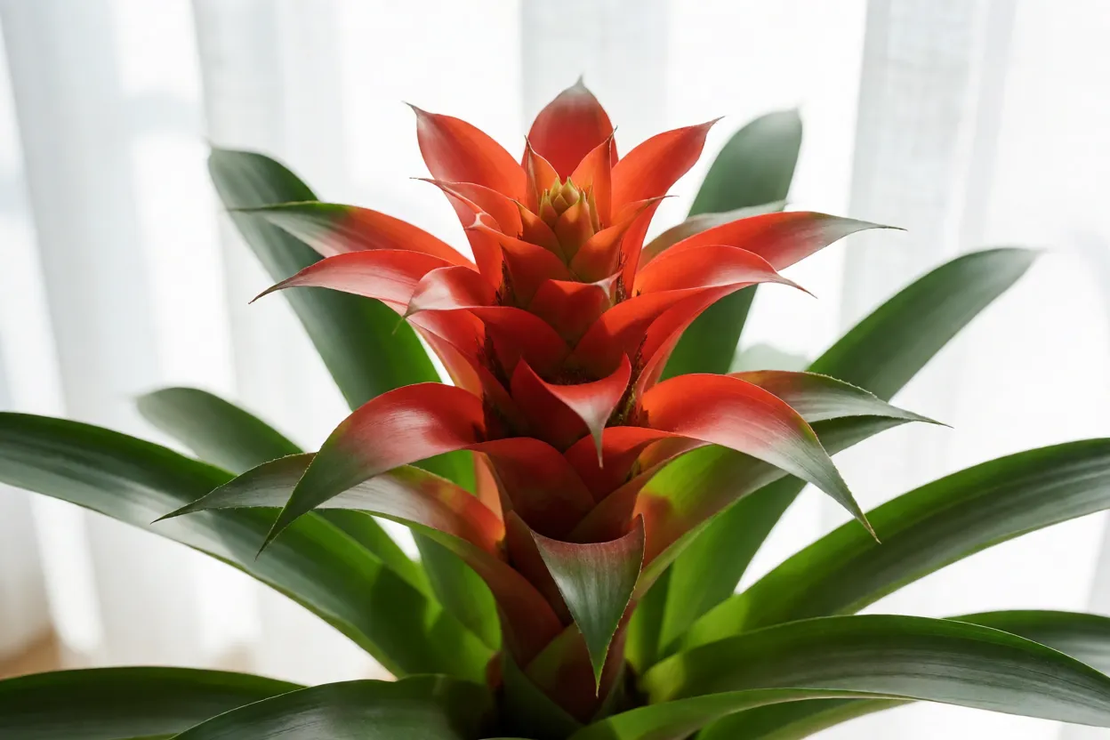 7 plantas floridas para interiores que vão alegrar sua casa Bromélia Guzmania florida em vaso decorativo dentro de casa
