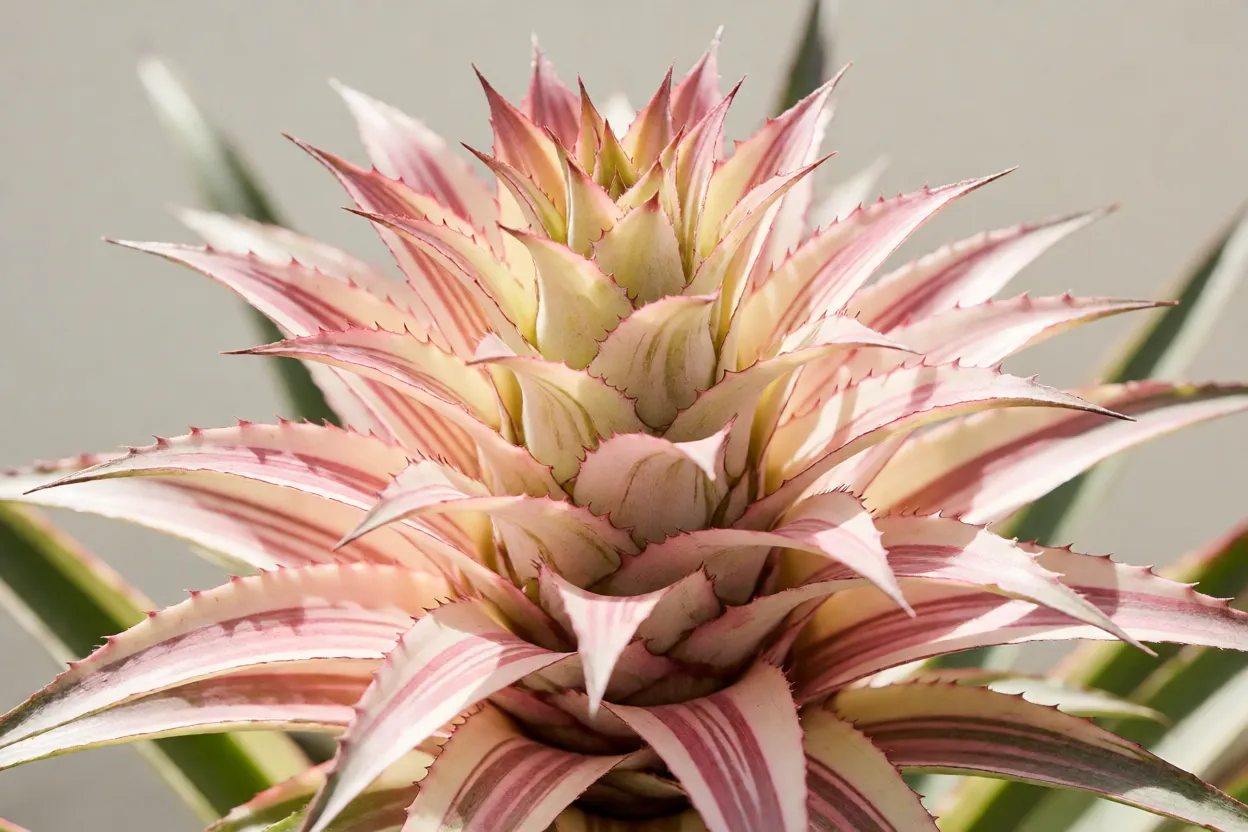Abacaxi-ornamental: cores das folhas, características e como cultivar Abacaxi-ornamental com folhas listradas de creme e rosa em roseta aberta