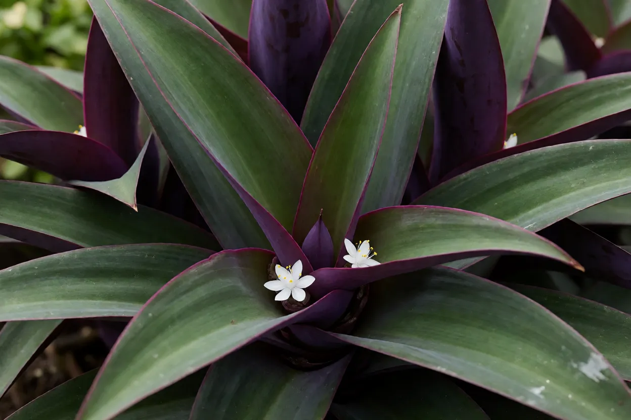 Abacaxi-roxo: características das folhas, floração e como cuidar da planta