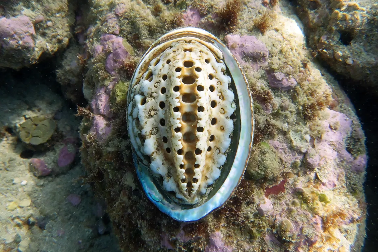 Abalone de concha oval achatada grudado em rocha submersa