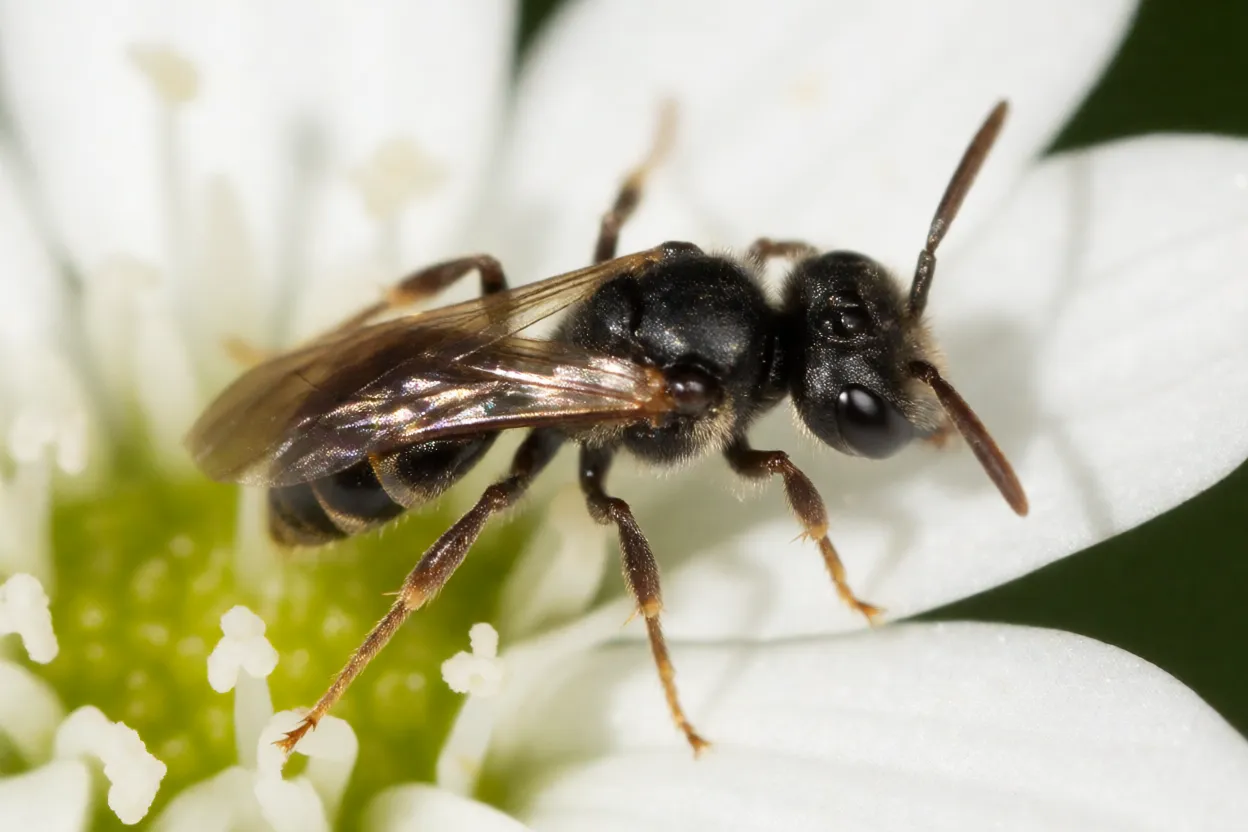Abelha-mirim Plebeia droryana vista de corpo inteiro sobre flor branca