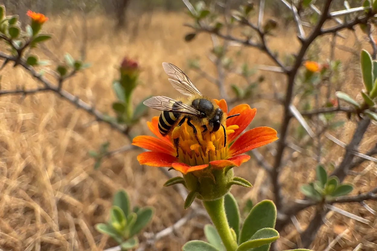Abelha-mulata coletando pólen em flor nativa da Caatinga