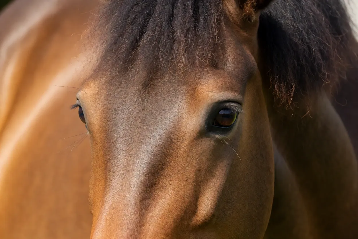 Retrato da cabeça de cavalo Aegidienberger mostrando perfil reto e olhos expressivos