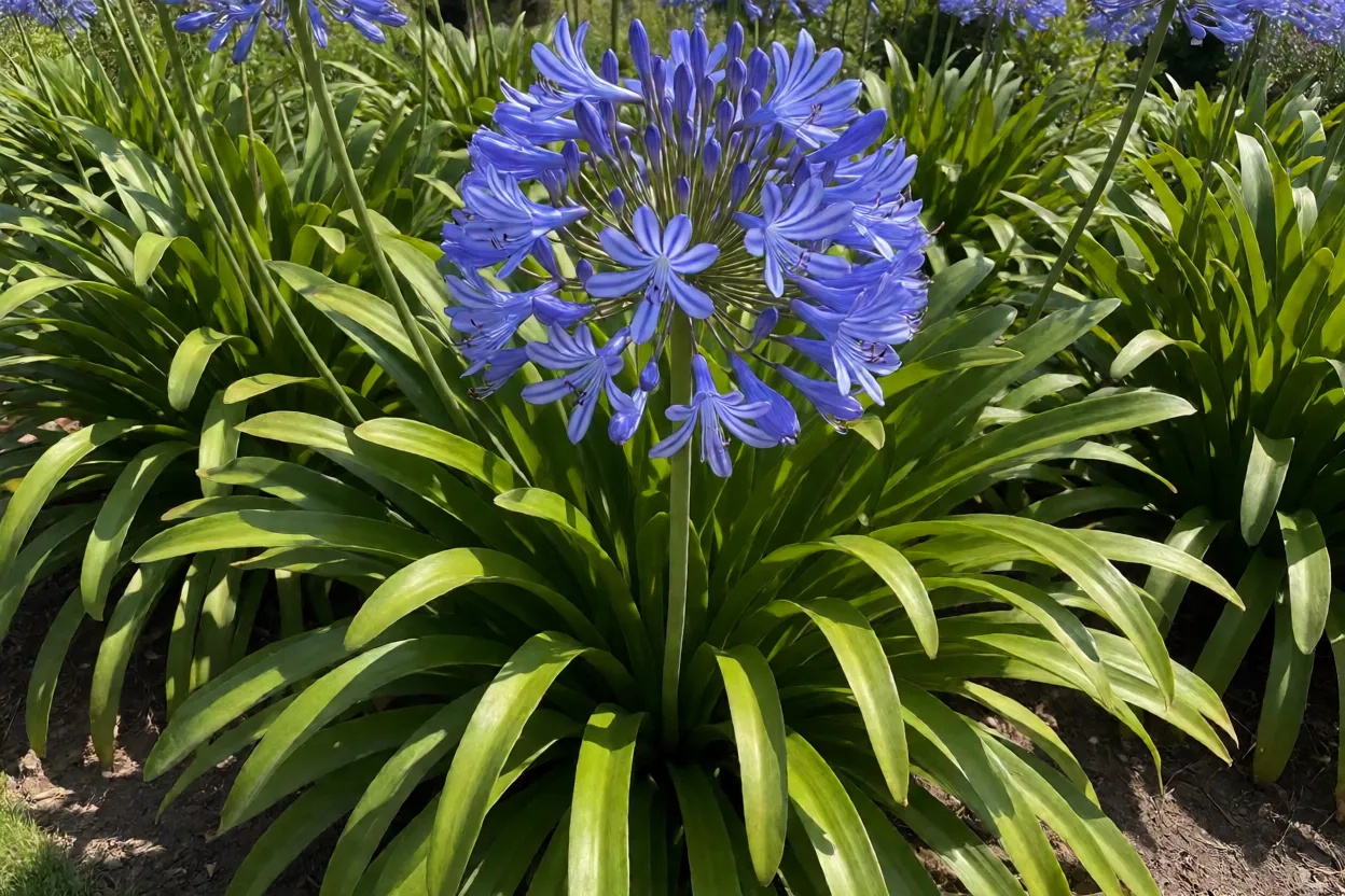 Agapanto adulto em plena floração com esfera de flores azuis no jardim