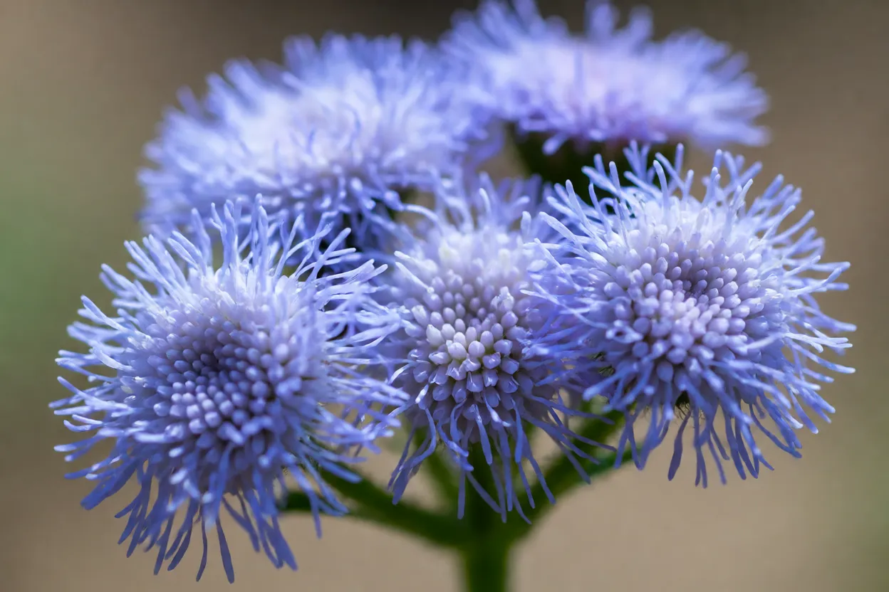 Close-up das flores em pompom do agerato azul-lavanda