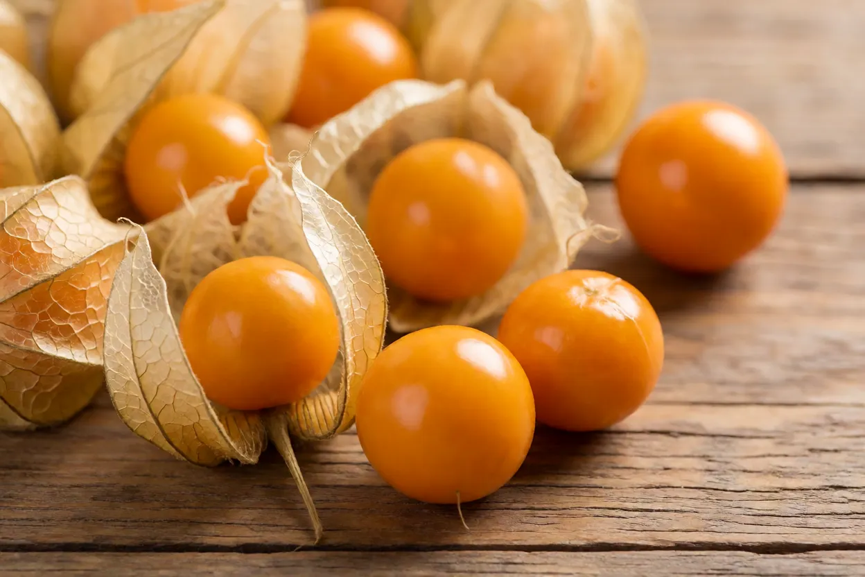 Alquequenje inteiro com capulho seco e fruta descascada amarelo-alaranjada