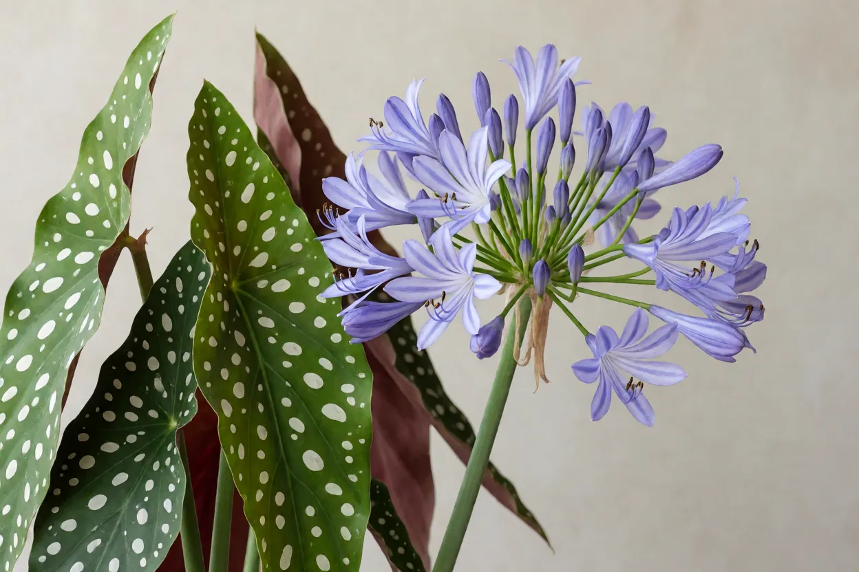 Amarílis-azul: características, floração, cores e cuidados