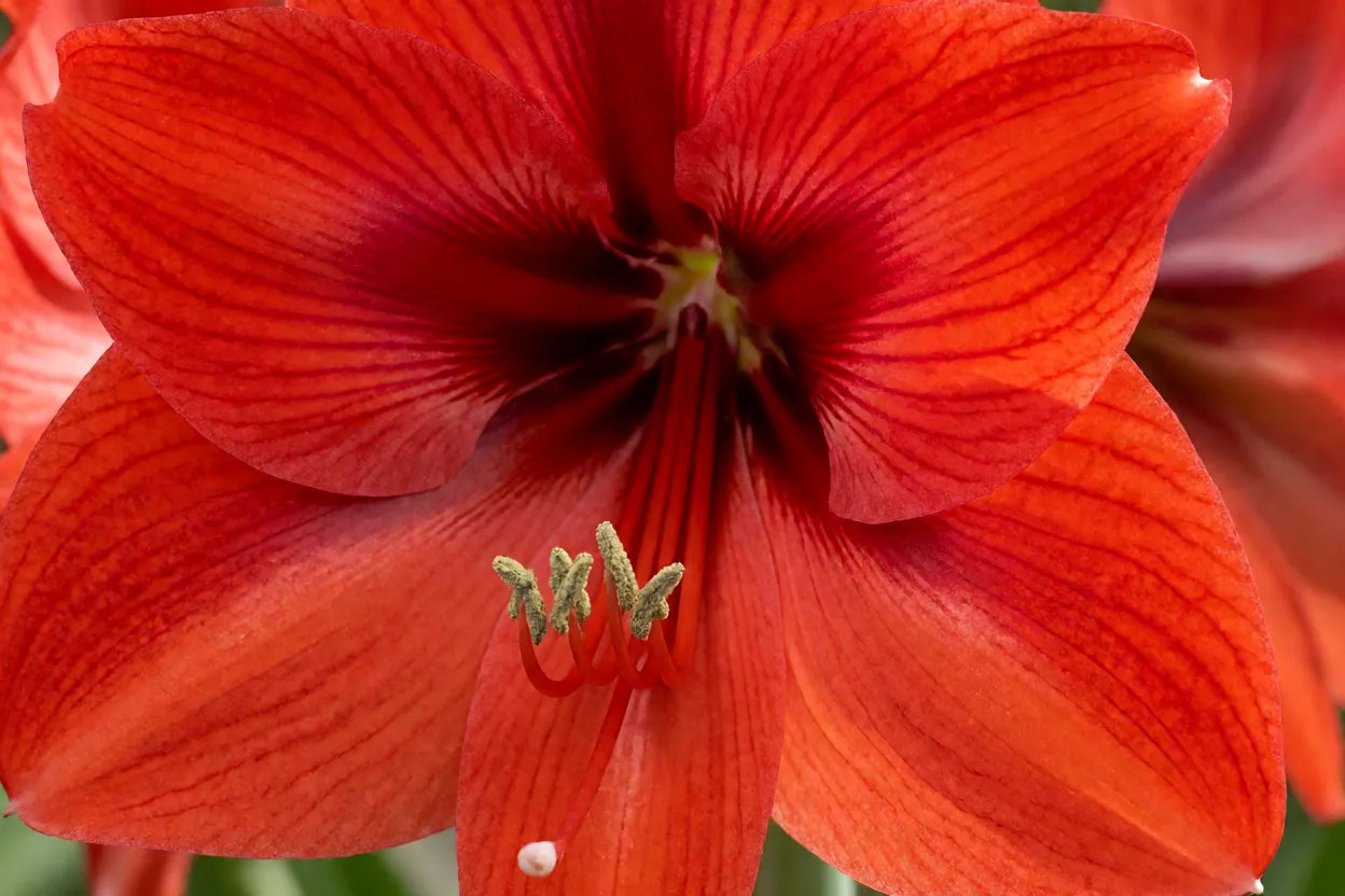Flor de amar&iacute;lis vermelha em close-up mostrando detalhes das p&eacute;talas