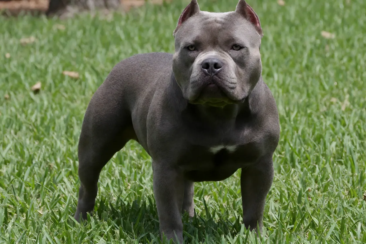 American Bully adulto Standard em pé na grama, visto de três quartos, mostrando corpo musculoso e cabeça em bloco
