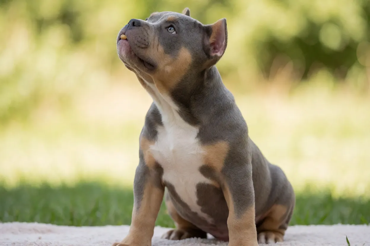 Filhote de American Bully aprendendo comando sentar com refor&ccedil;o positivo
