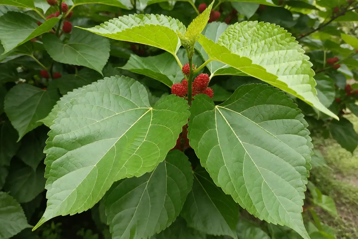 Folhas grandes em formato de coração da amoreira-gigante com frutos jovens