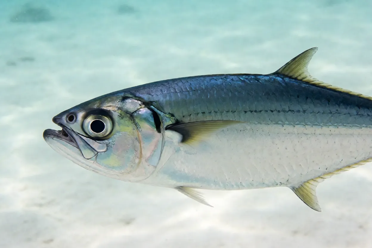 Anchoveta Anchoveta de perfil com corpo prateado e dorso azul-esverdeado em água clara