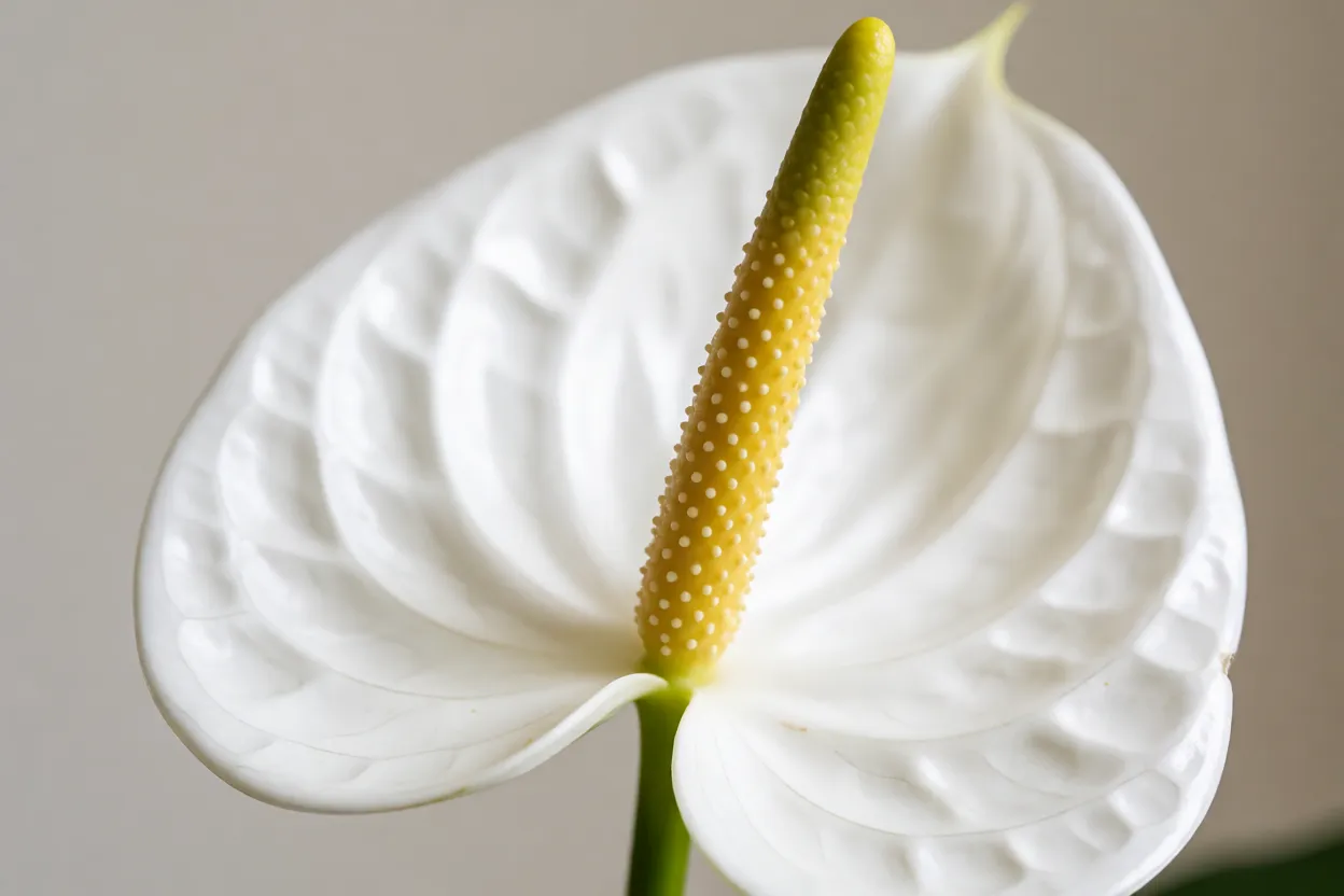 Detalhe da espata branca e do esp&aacute;dice do ant&uacute;rio branco