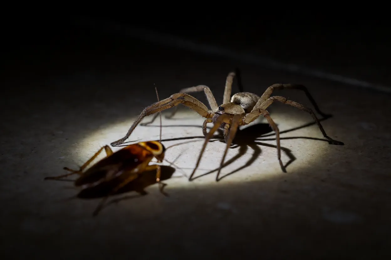 Aranha-caçadora caçando barata no chão