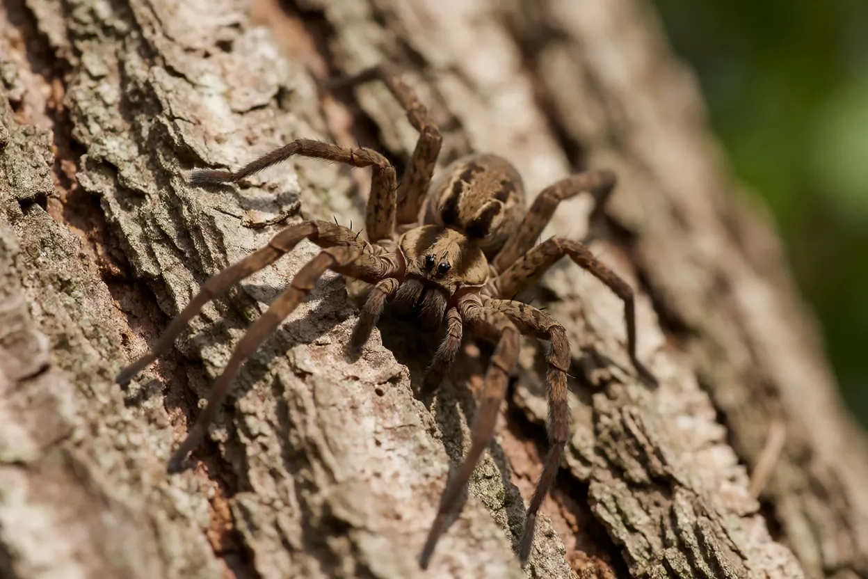 Aranha-caçadora sob casca de árvore em habitat natural