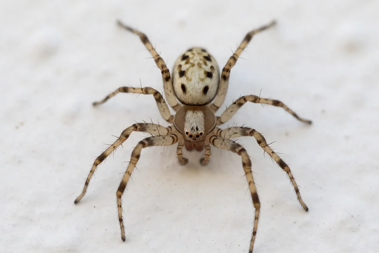 Aranha-cuspideira Scytodes thoracica na parede, corpo completo com cefalotórax em cúpula