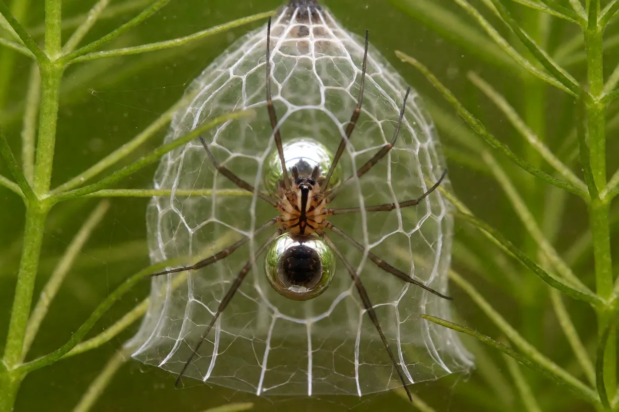 Aranha-de-água Argyroneta aquatica dentro do sino de seda submerso com bolha de ar prateada