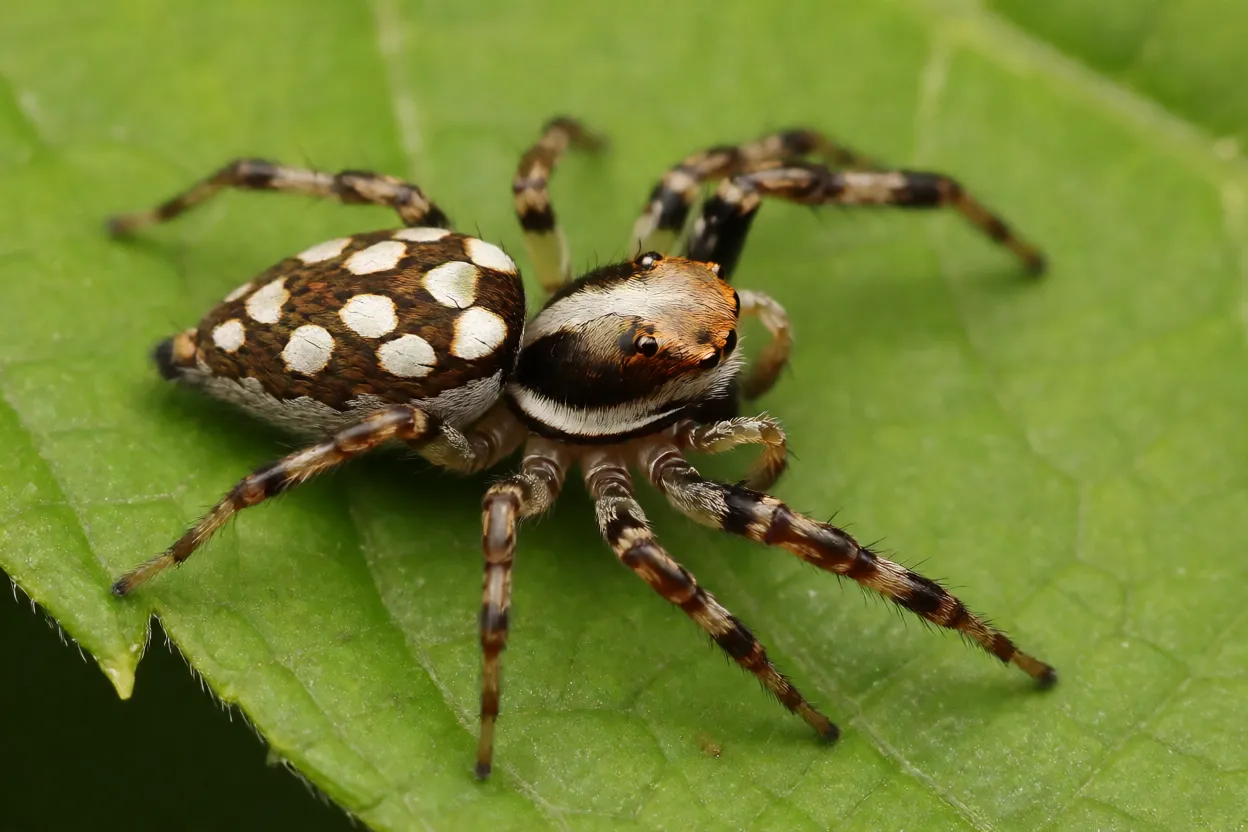 Aranha-de-lantejoulas em folha verde mostrando manchas prateadas no abdômen