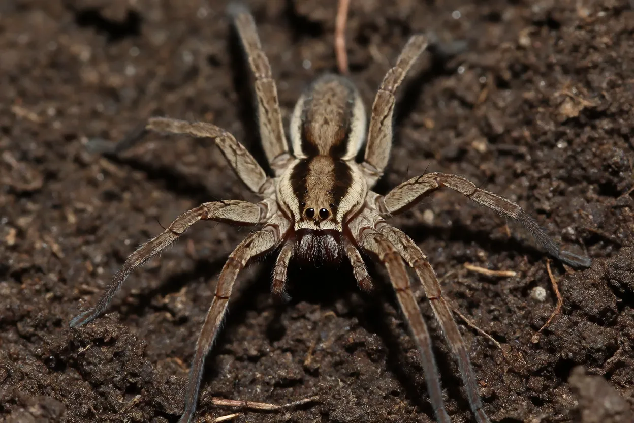 Aranha-de-toca Lycosa erythrognatha de corpo inteiro sobre o solo