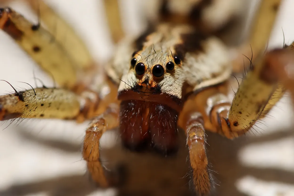 Close dos olhos e quelíceras da aranha-espelho