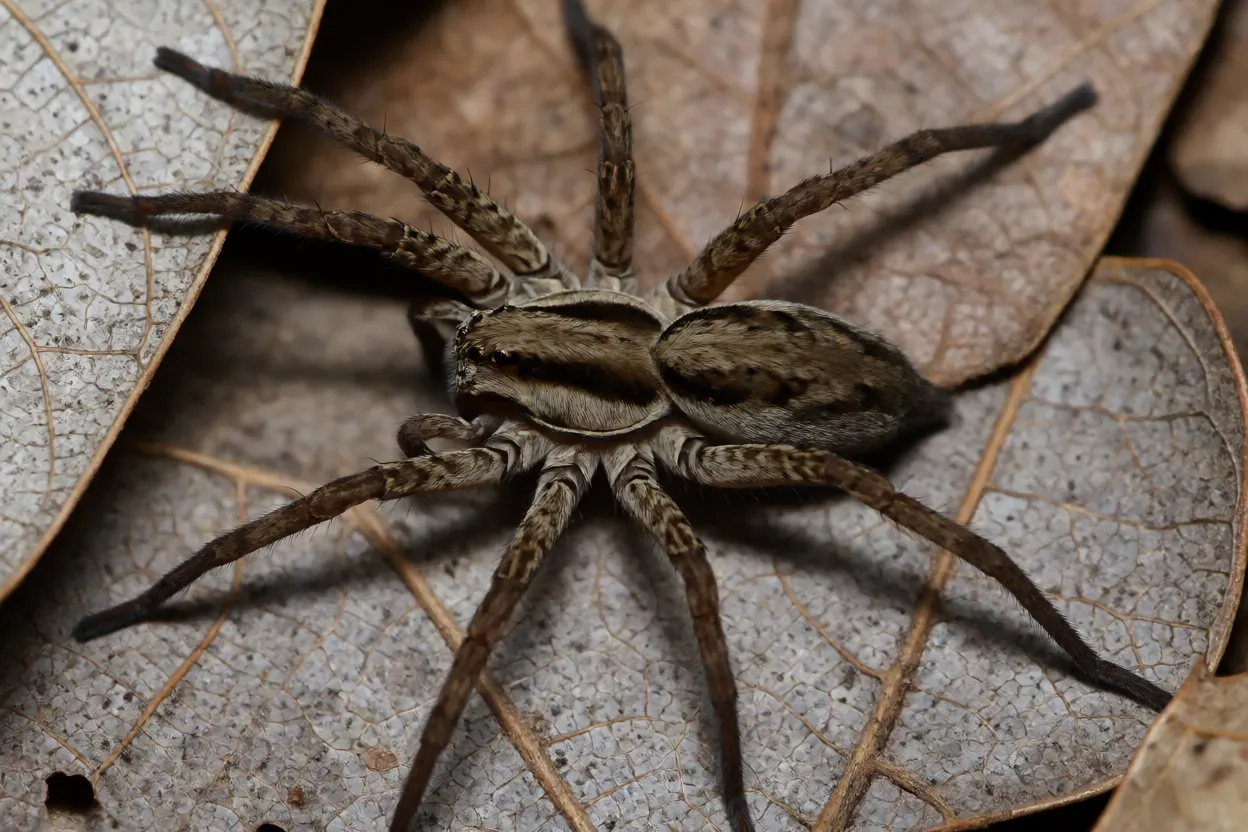 Aranha-lobo marrom acinzentada sobre folhiço, corpo robusto e pernas peludas