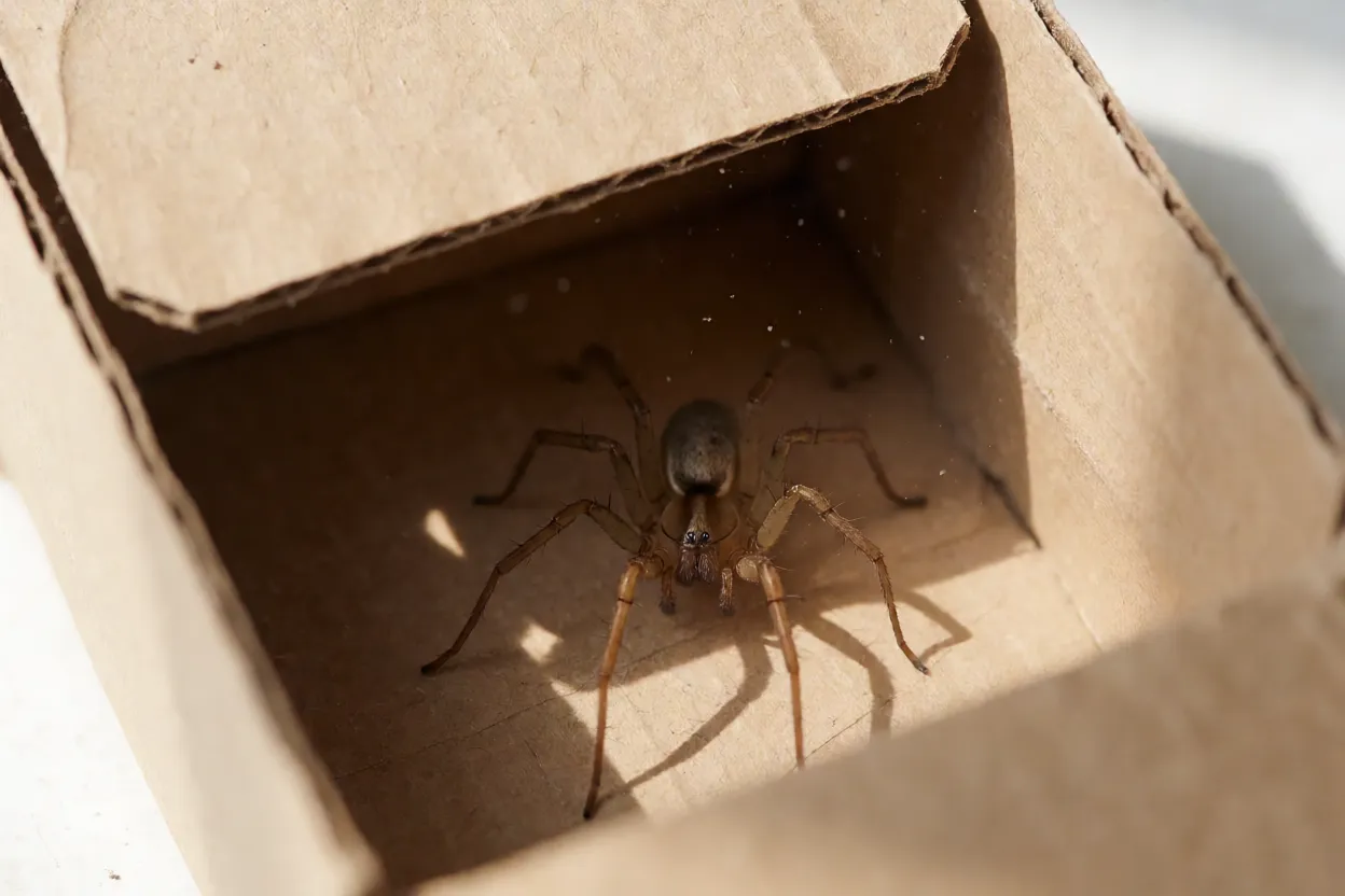 Aranha-marrom escondida dentro de caixa de papelão em ambiente doméstico