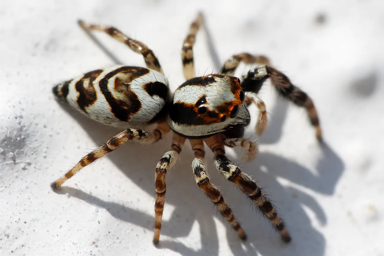 Aranha-zebra de corpo inteiro sobre parede clara mostrando listras pretas e brancas