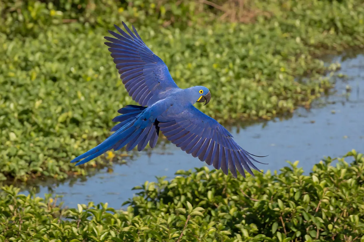Arara-azul em voo sobre o Pantanal com asas abertas