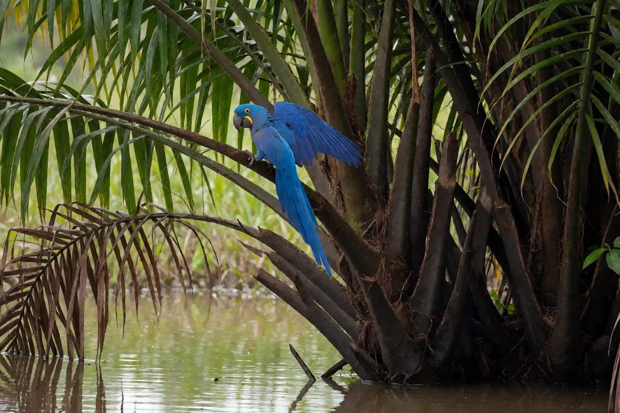 Arara-azul em habitat natural de Pantanal com palmeiras de acuri