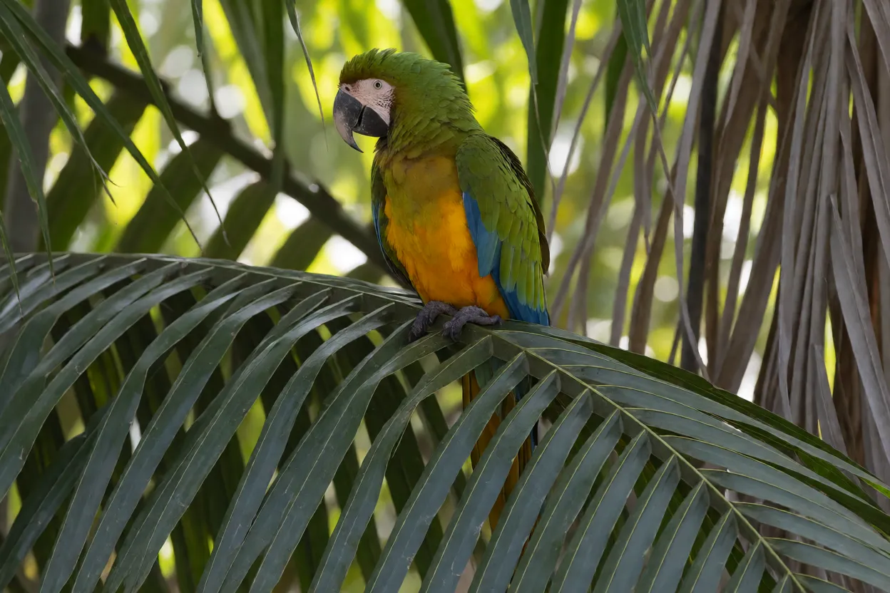 Arara-de-barriga-amarela empoleirada em folha de buriti mostrando barriga amarela