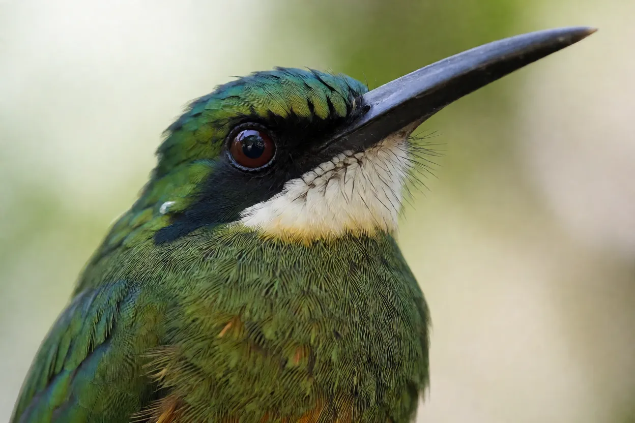 Close-up da cabeça e bico longo e fino da ariramba