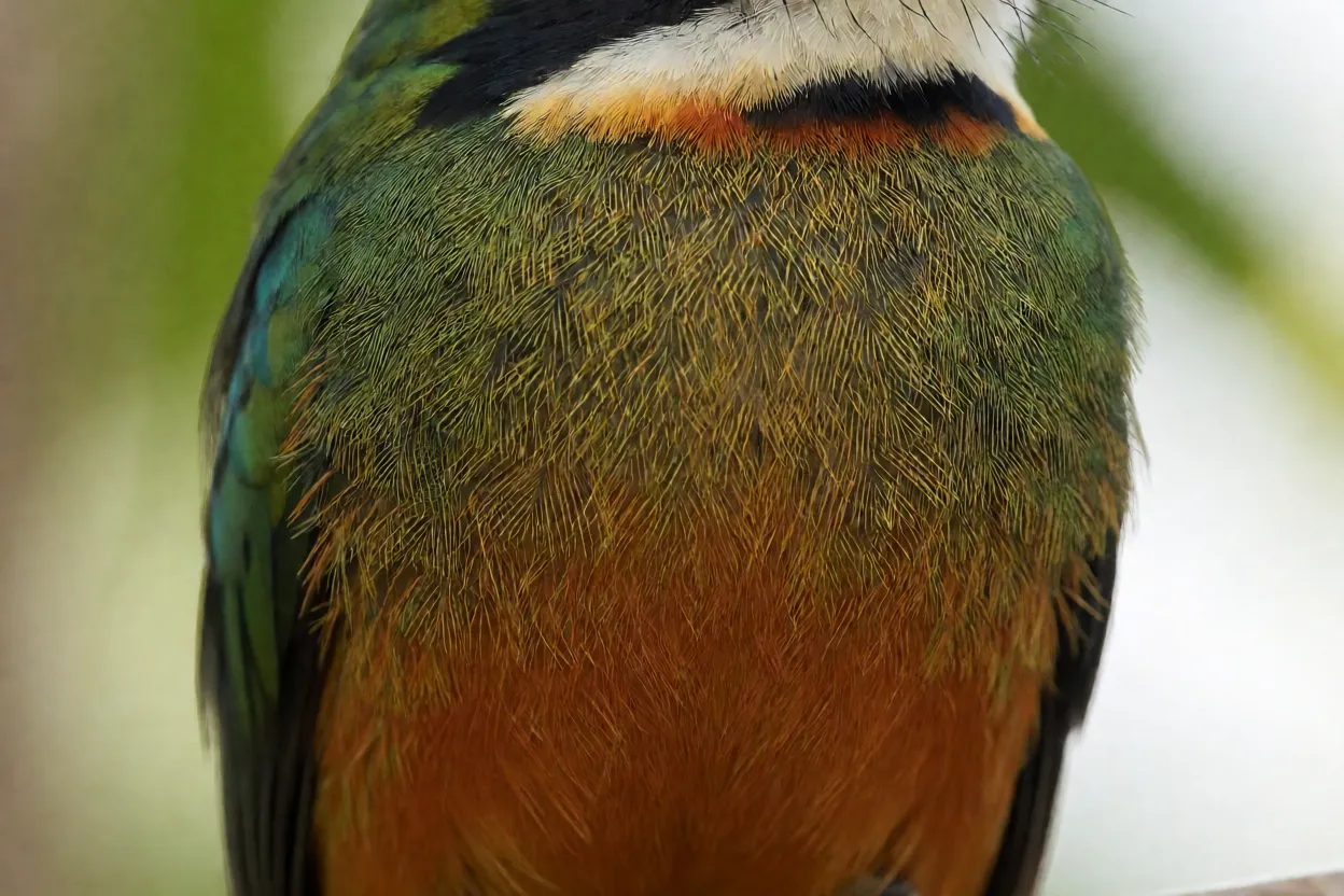 Detalhe da plumagem verde-metálica e ruiva da ariramba