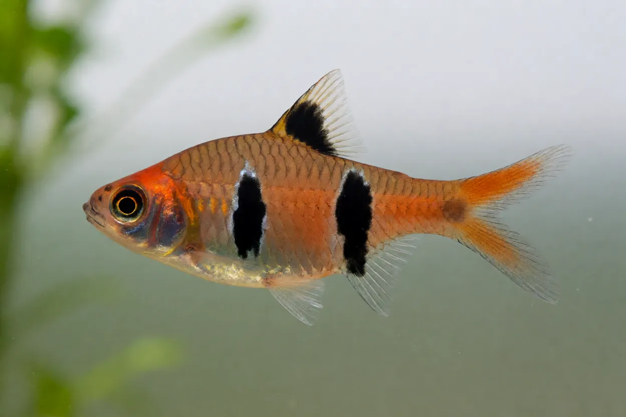 Peixe Arlequim de perfil mostrando corpo cobreado e triângulo preto característico
