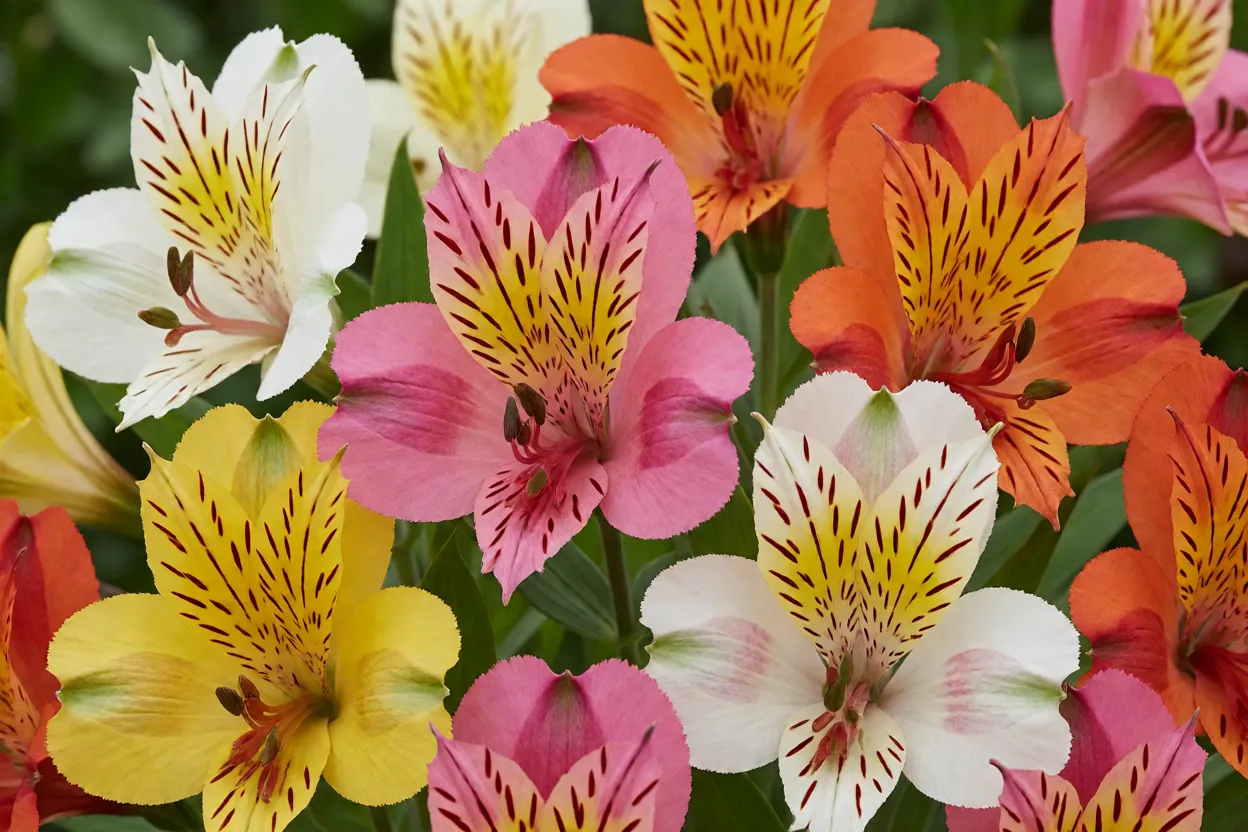 Astromélia: tipos, cores, características das flores e cuidados