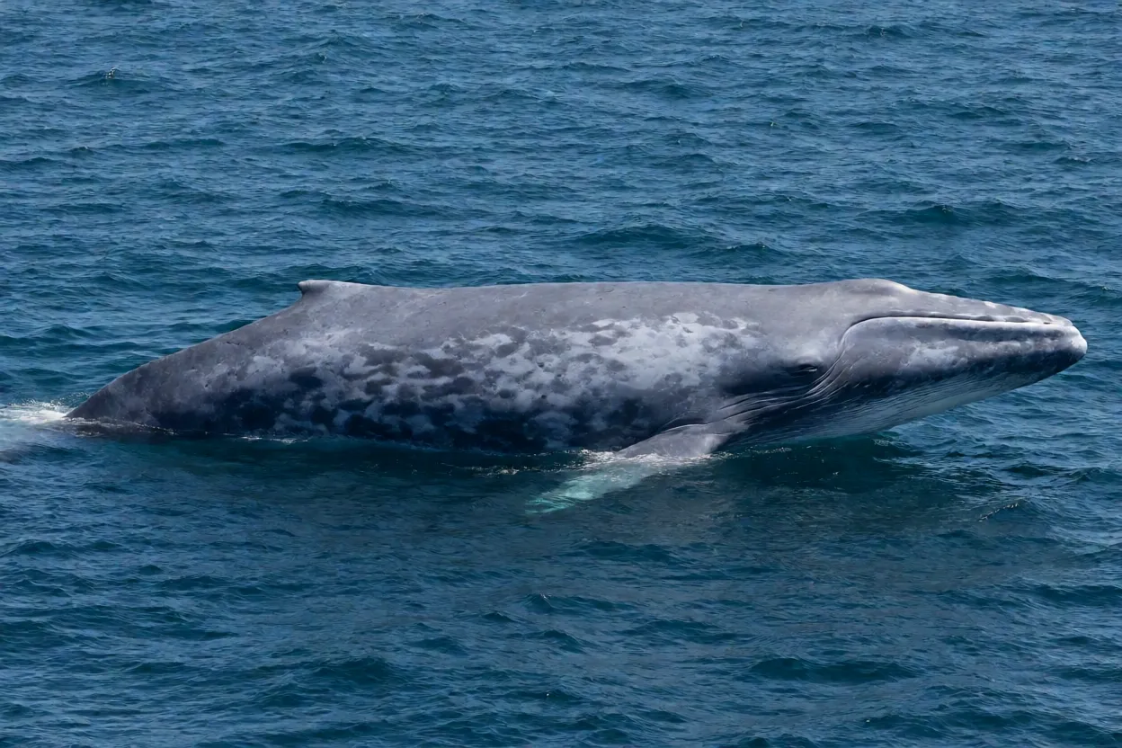 Baleia-azul de corpo inteiro nadando no oceano aberto