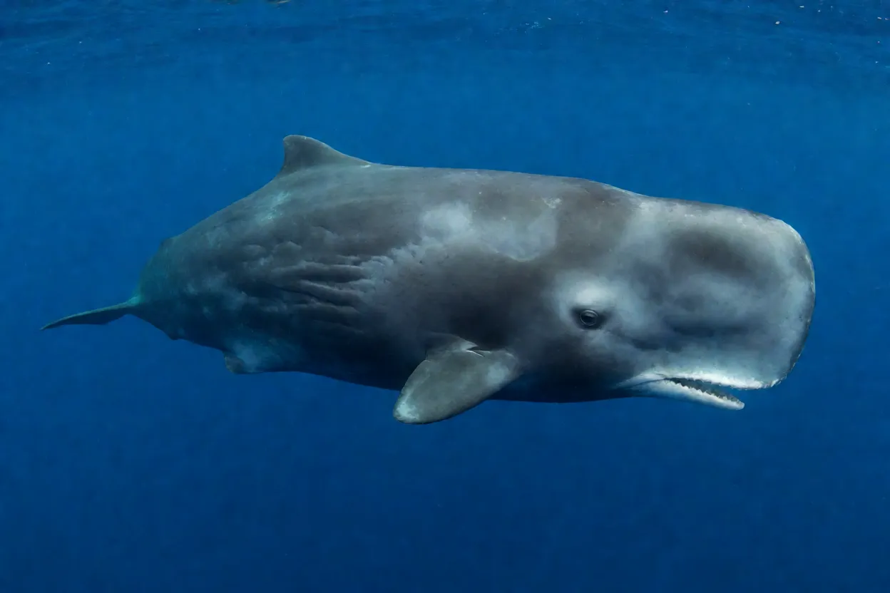 Baleia-cachalote-anã nadando de perfil em oceano aberto, mostrando corpo compacto e cabeça quadrada