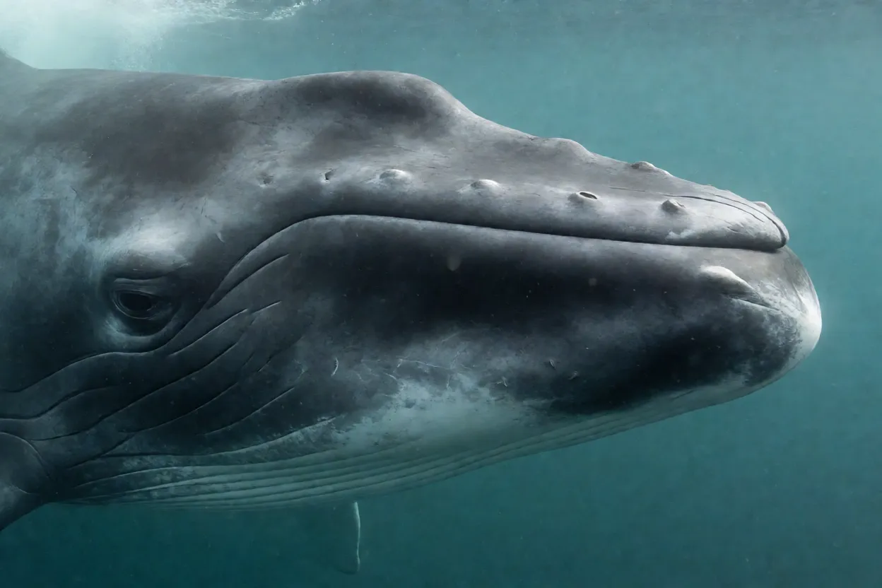 Close da cabeça da baleia-sei mostrando rostro pontiagudo e olho pequeno