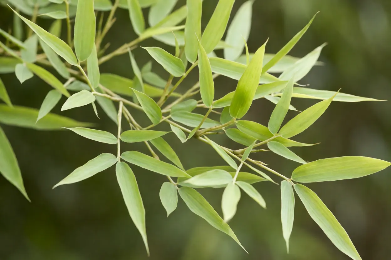 Folhas lanceoladas de Bambu-mossô em ramo fino