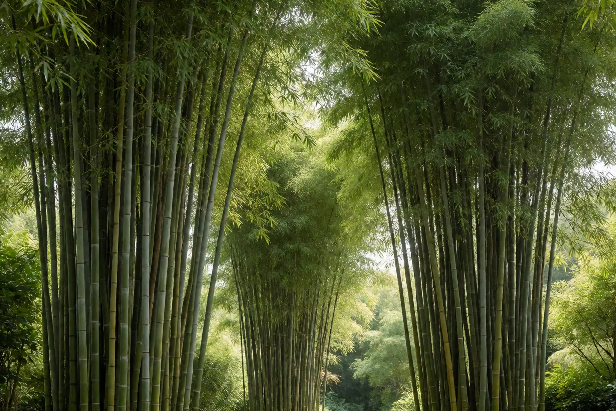 Bambu-mossô: características, tamanho, crescimento e como cultivar