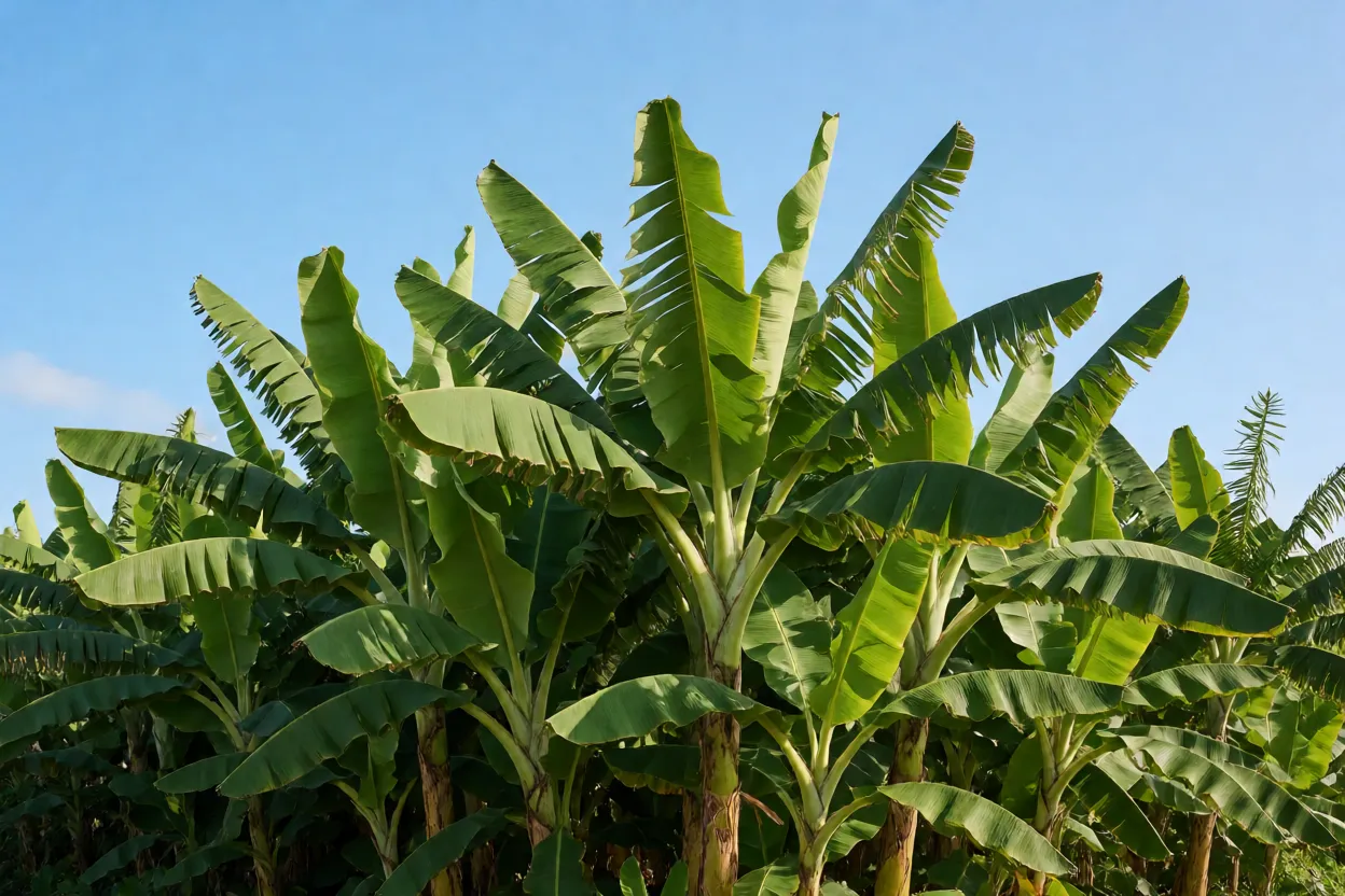 Bananal sob sol pleno com folhas verdes e c&eacute;u azul