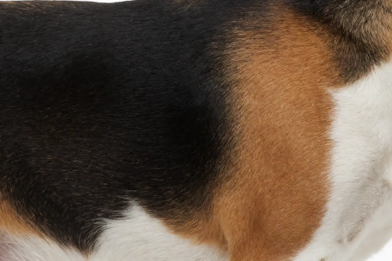 Detalhe da pelagem curta e densa do Beagle tricolor