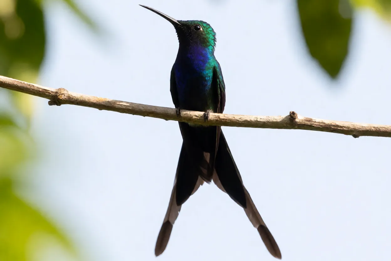 Beija-flor Beija-flor-tesoura empoleirado em galho fino mostrando cauda longa bifurcada
