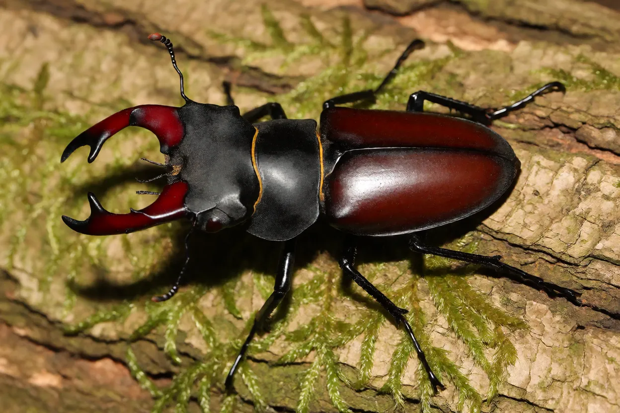 Besouro-cervo macho adulto com grandes mandíbulas em forma de chifre sobre tronco