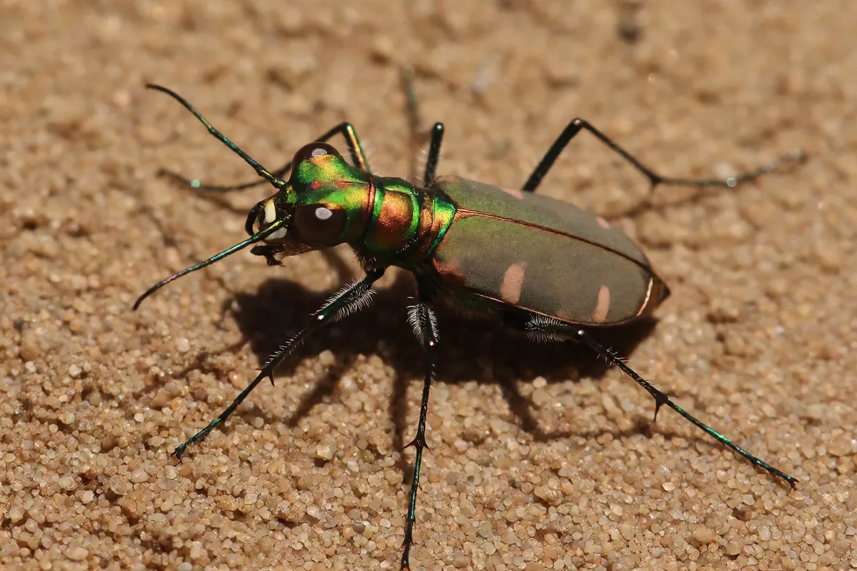 Besouro-tigre adulto de corpo verde-metálico sobre solo arenoso