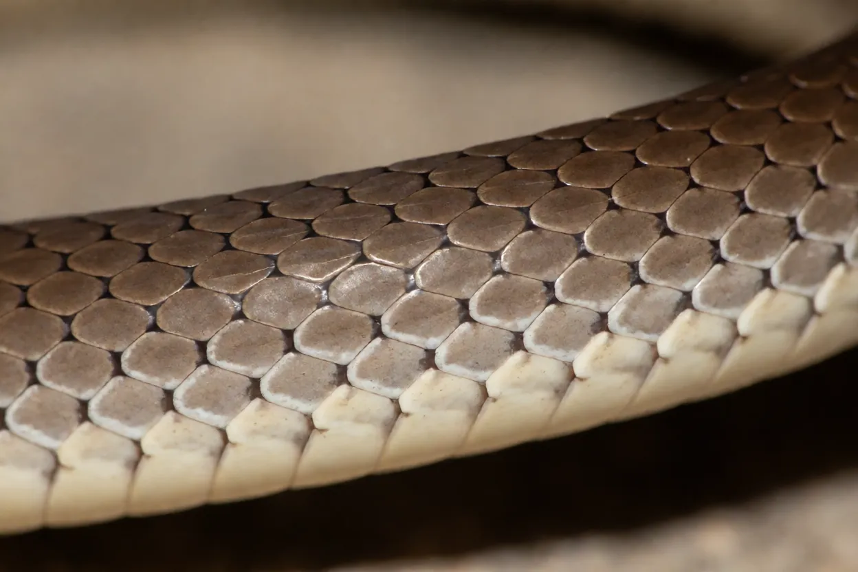 Detalhe das escamas lisas e coloração marrom-acinzentada da bicuda