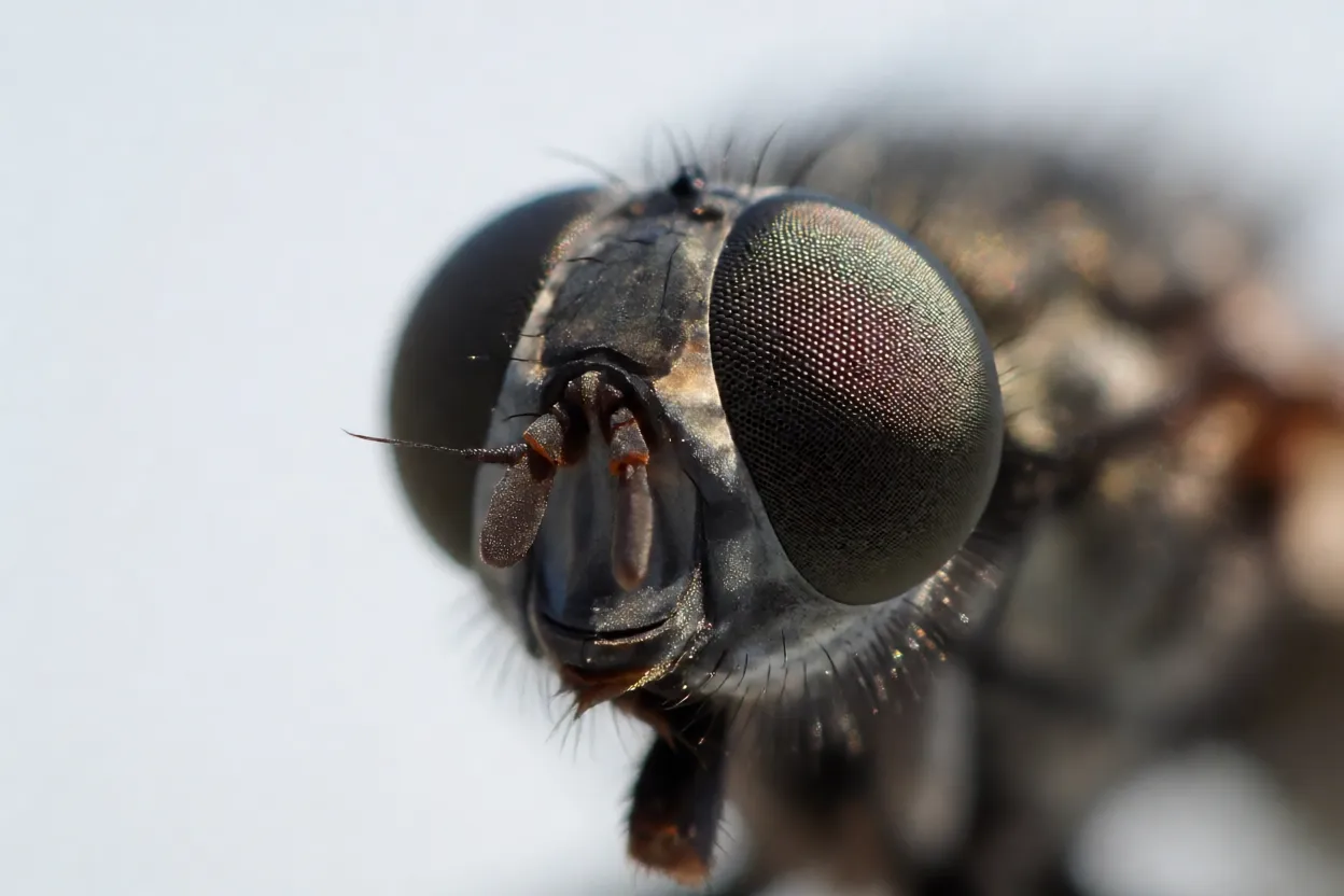 Cabeça do bitu em close extremo mostrando olhos compostos e antenas curtas