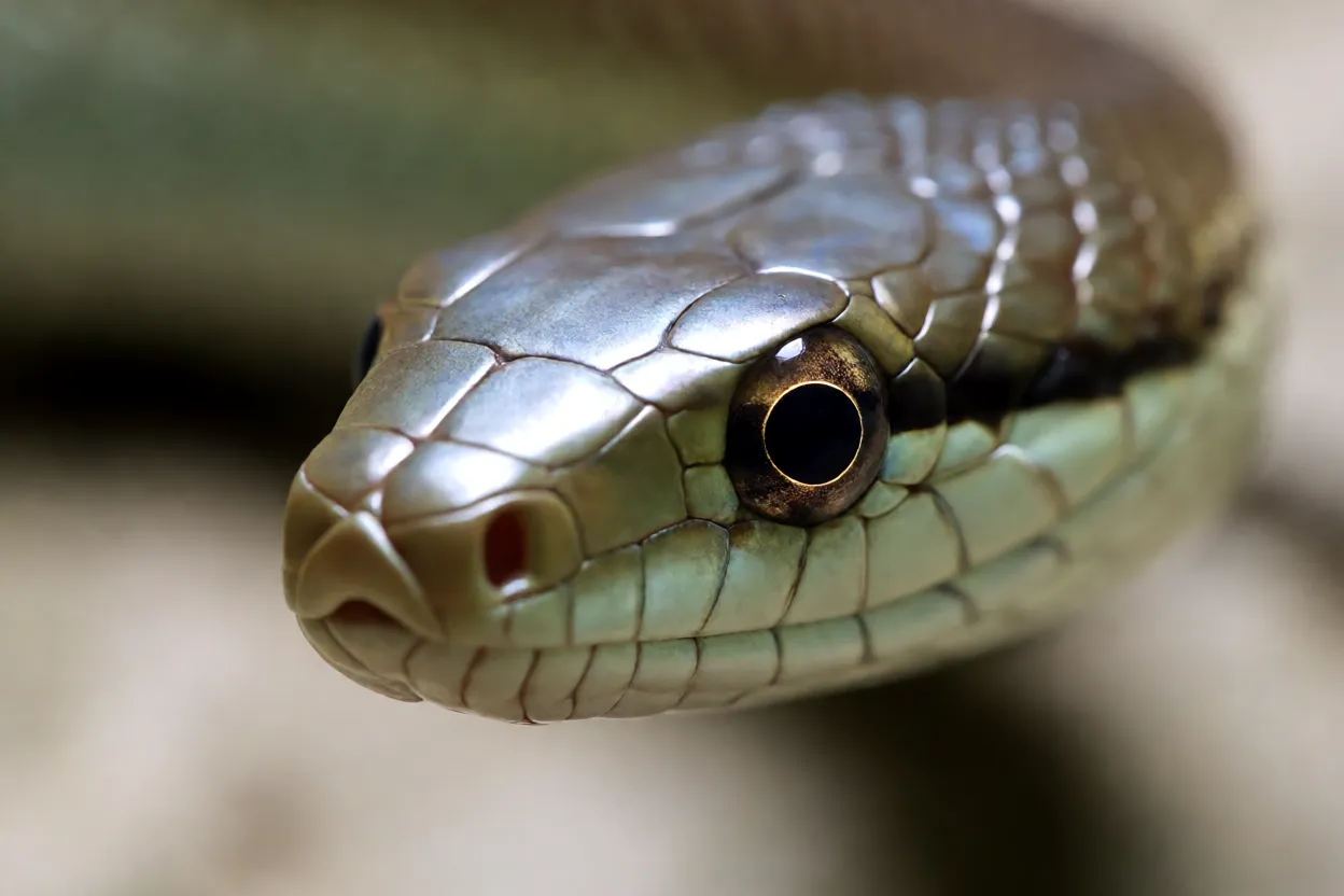 Close da cabeça da boomslang mostrando olhos grandes e cabeça em forma de ovo