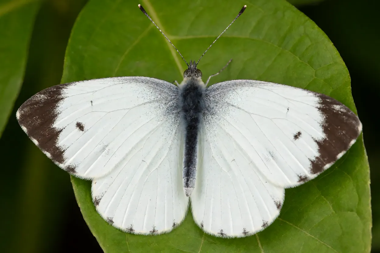 Borboleta-branca Ascia monuste com asas abertas pousada em folha verde