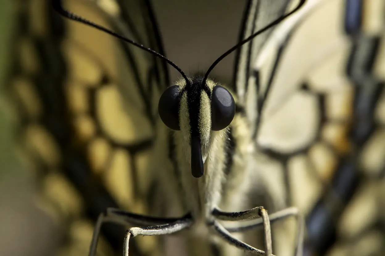 Close extremo da cabeça, olhos e antenas da borboleta-cauda-de-andorinha
