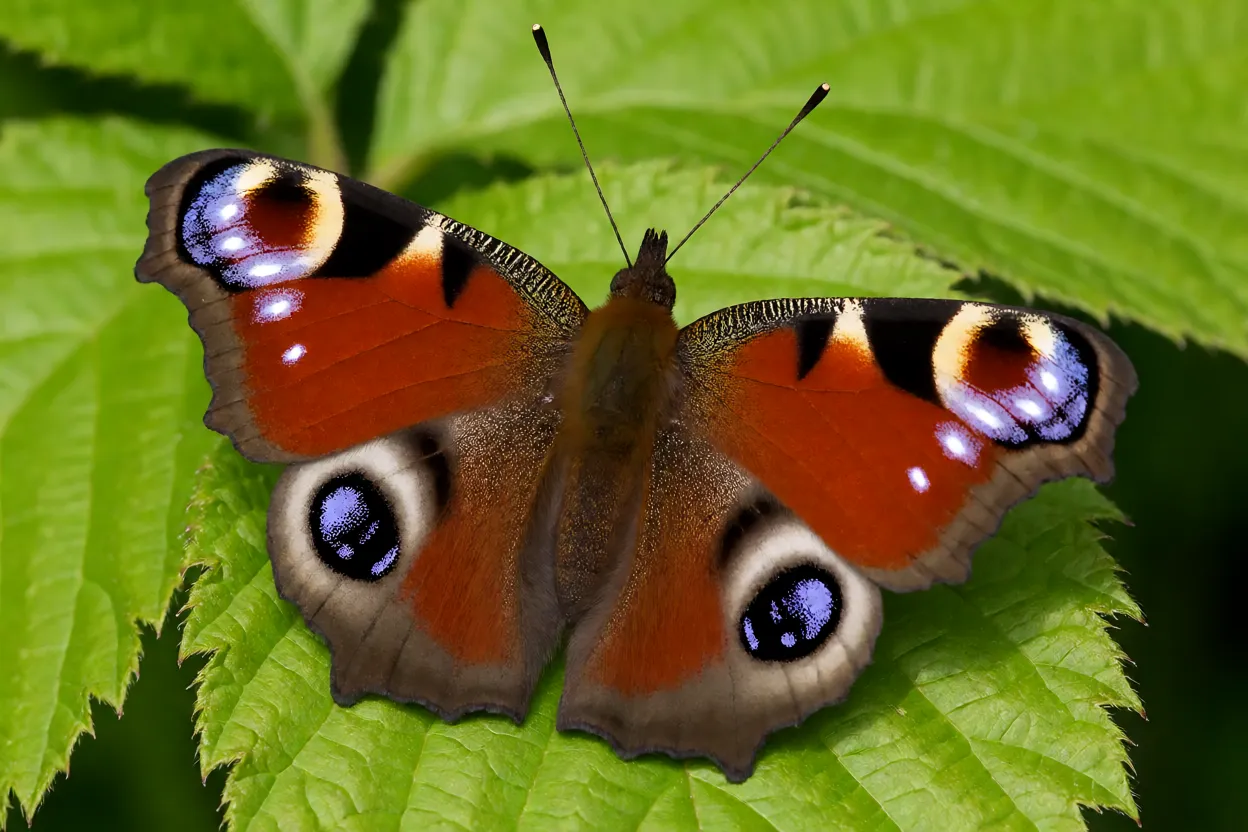 Borboleta-pavão com asas abertas mostrando os quatro ocelos em forma de olho